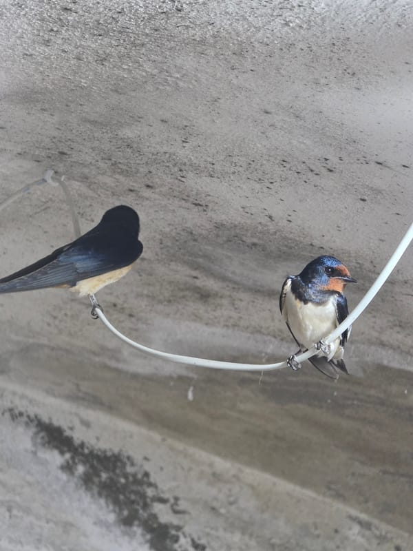 Wildlife spotted in Bulgarian village: swallows and spiders documented
