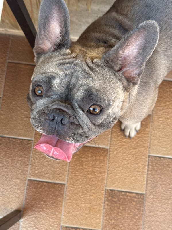 French Bulldogs hanging out on a sunny Italian patio