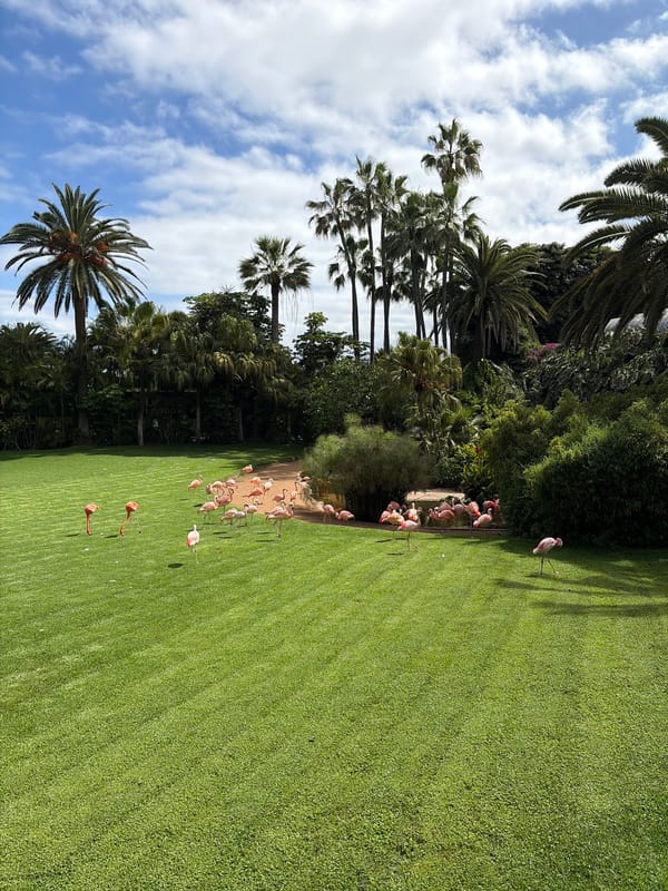 Visitor observes manicured grounds at Loro Parque zoo