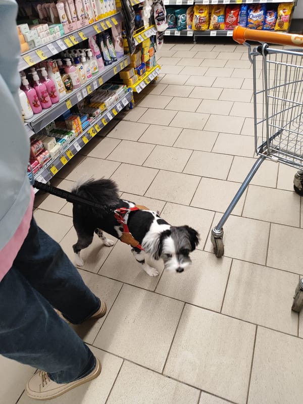 Dog walked through grocery store in Shchyolkovo, Russia