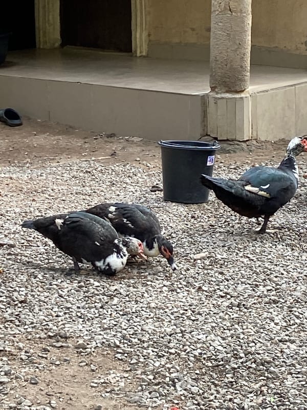 Ducks spotted near bucket on gravel in Mararaba