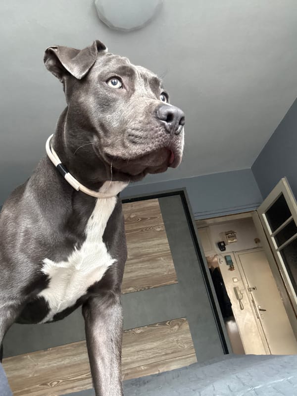 Blue Staffy with pale eyes photographed indoors in Varna