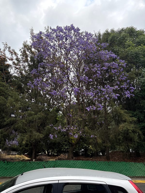 Spring blooms and playful dog captured in Puebla