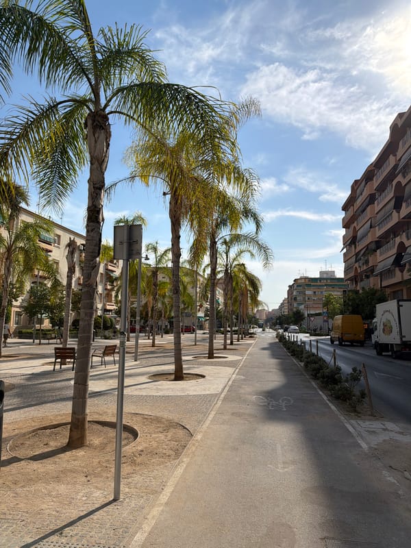 Palm-lined city street with crosswalk, sunny morning