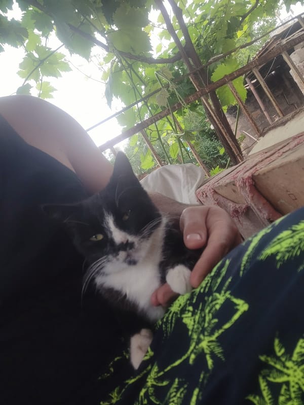 Cats photographed in Nalbandyan, Armenia