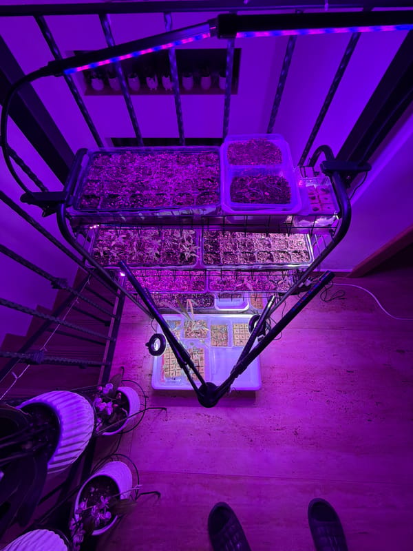 Home scenes: Shiba Inu playing, indoor gardening in Bulgaria