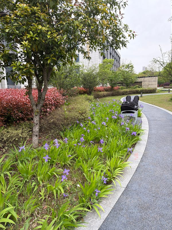 Spring flowers bloom along curved pathway in Jiangning District park