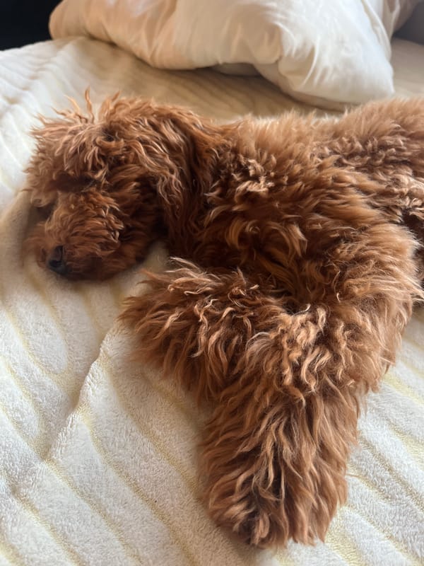 Dog rests peacefully on striped bedding in Nova Zagora
