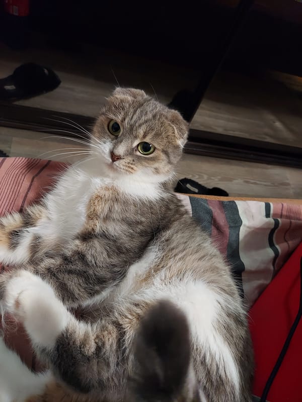 Evening Pet Activities Recorded Across Multiple Indoor Locations