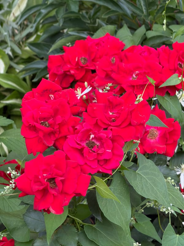 Summer garden blooms and a handmade trellis in Tyumen