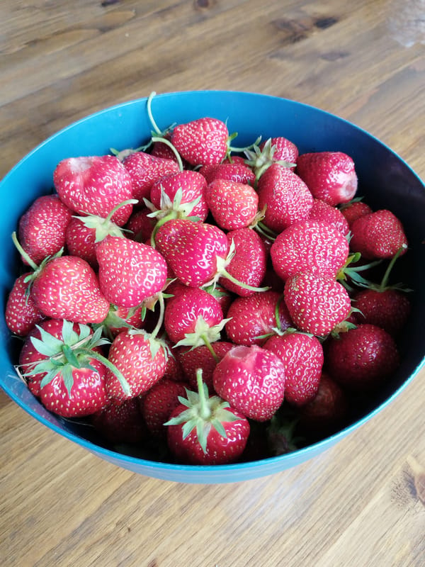 Siamese cat, strawberries, and a riverside view in Russia