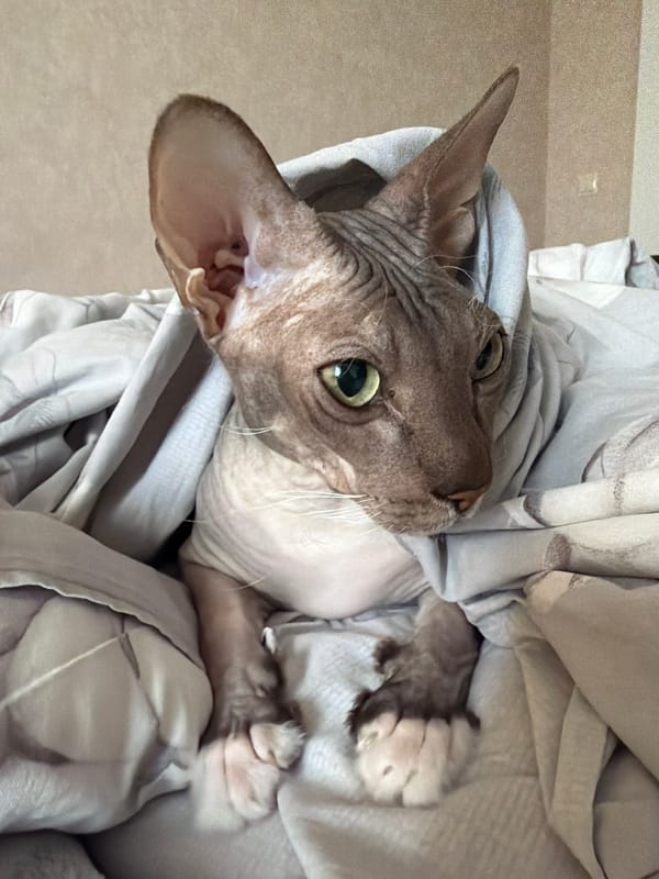Sphynx cat photographed resting in bedding in Izhevsk