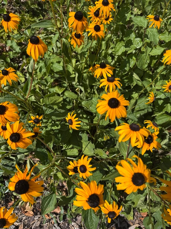 Close-up garden shots: wildflowers, a bee, and backyard details
