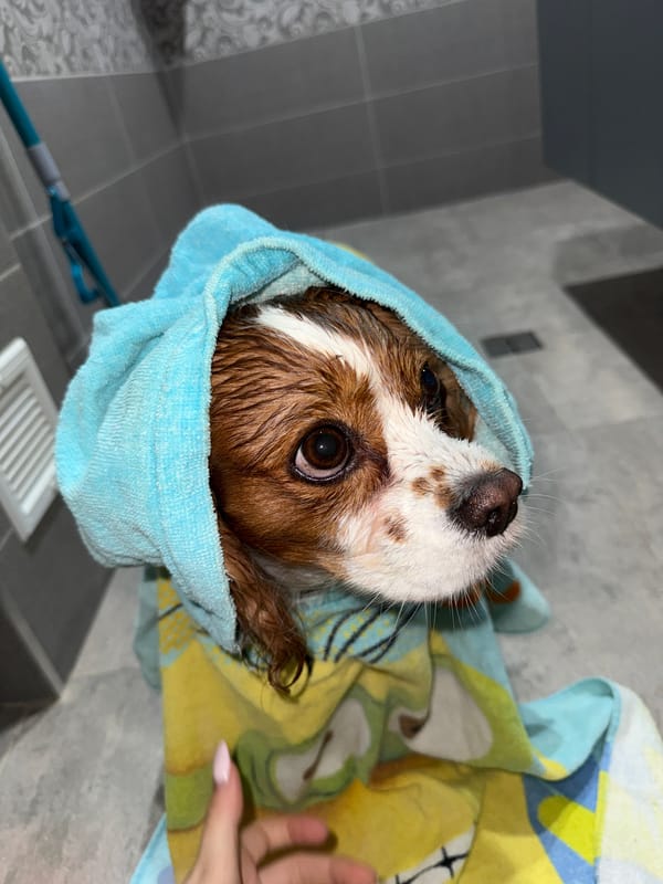 Sofia resident documents dog bath routine in bathroom selfies
