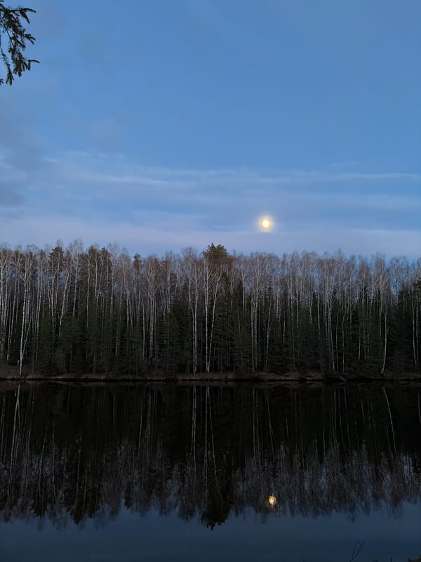 Twilight landscape captured in Мишкино, Russia shows moonlit forest scene