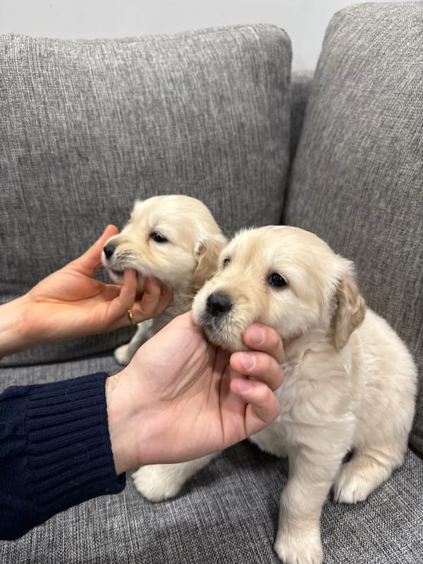 Golden retriever puppies handled on couch in Yerevan