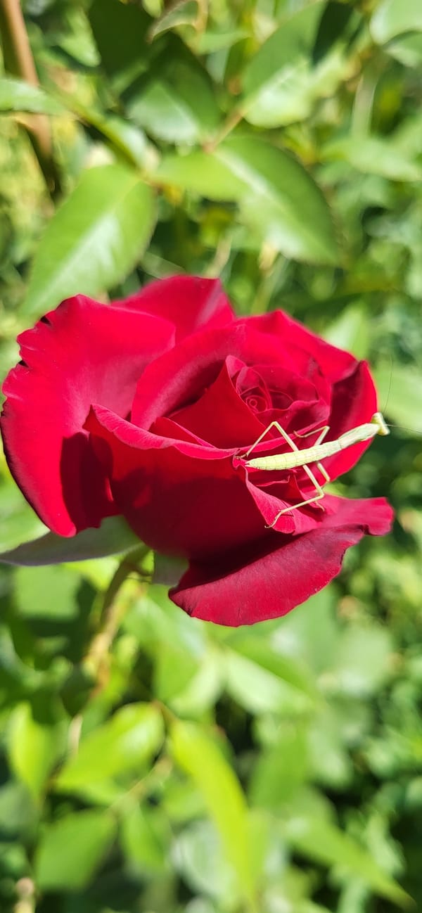 Garden life in Taldykorgan: flowers, cats, and a brick oven