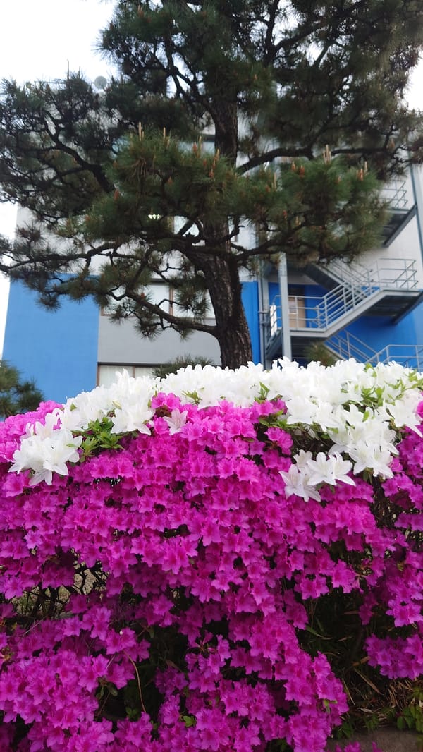 Spring azalea blooms documented across Ulsan, South Korea