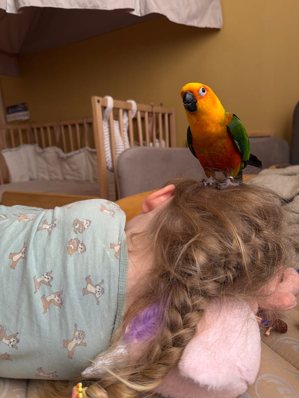 Child plays with pet parrot and toy guitar in Khimki