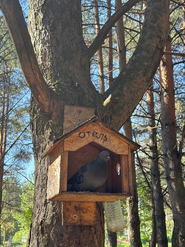 Woman documents pigeon hotel, forest walk in Chaikovsky, Russia