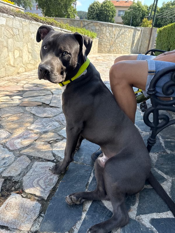 Blue-eyed Pitbull on a stone patio in Aksakovo