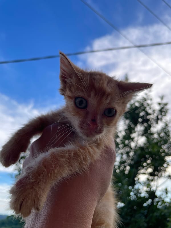 Person plays with kittens, dogs in Zlatograd backyard