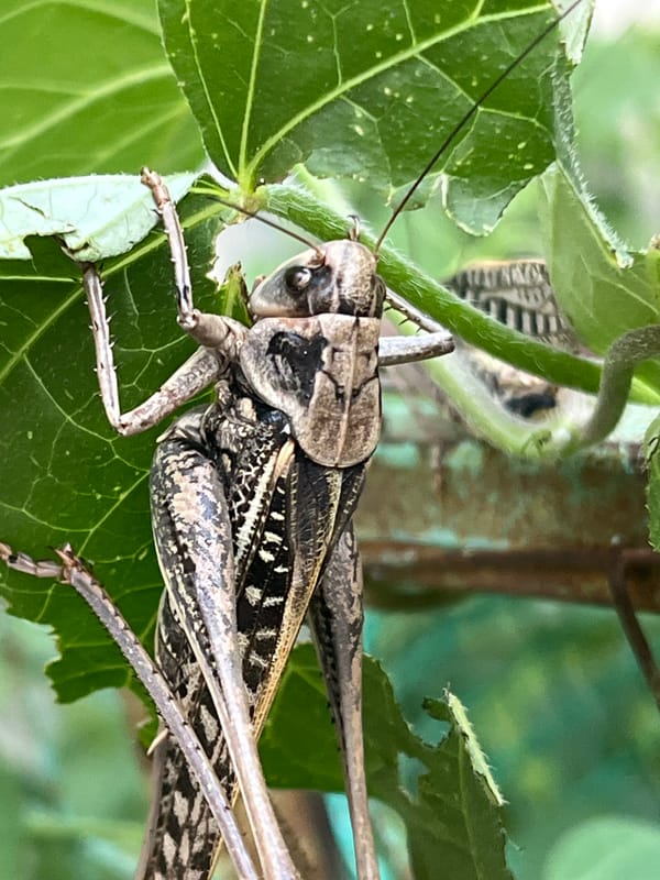 Nature photography session in Krasnyye Barrikady captures local flora and fauna