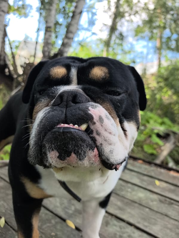 English Bulldog chilling outside in Noviy, Russia