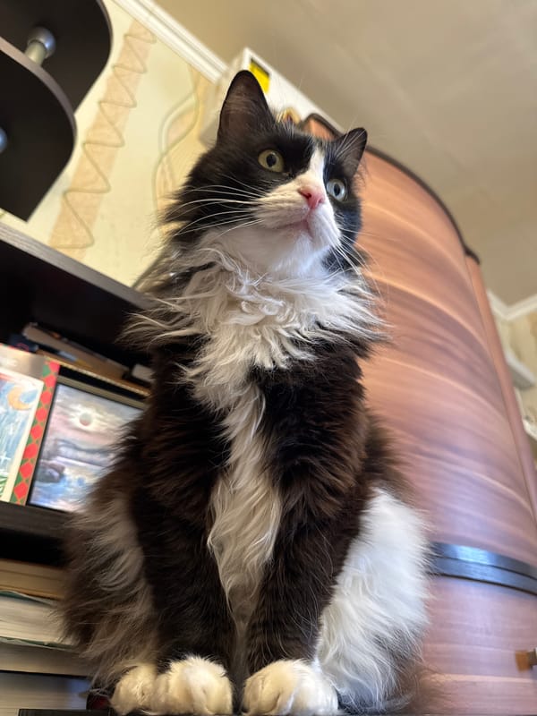 Family moments with playful cat documented in Izhevsk