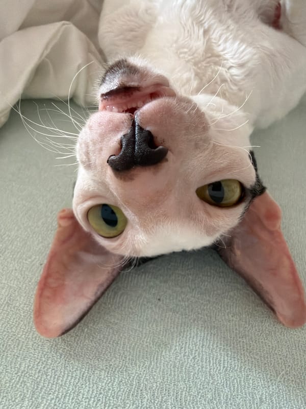 Sphynx and Rex cats up close in Yekaterinburg