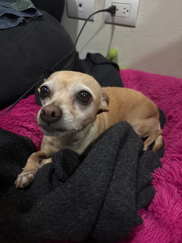 Chihuahua rests comfortably on pillow in Mexican home