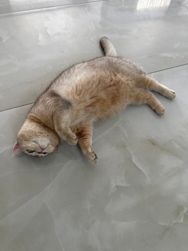 Cats lounging on floors captured by witnesses Monday morning