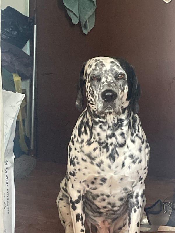 Dalmatian pauses in a doorway, eyes on the camera