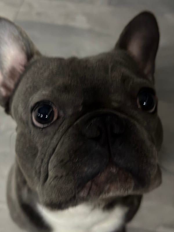 Home cooking and French bulldog companionship in Ruse