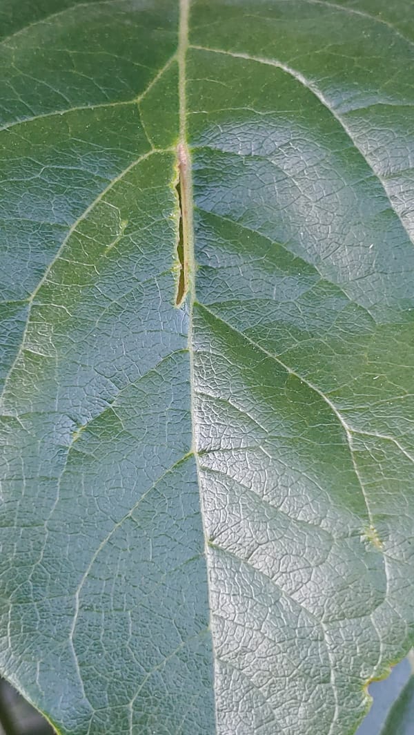 Macro details of plants and filter components in Mukachevo