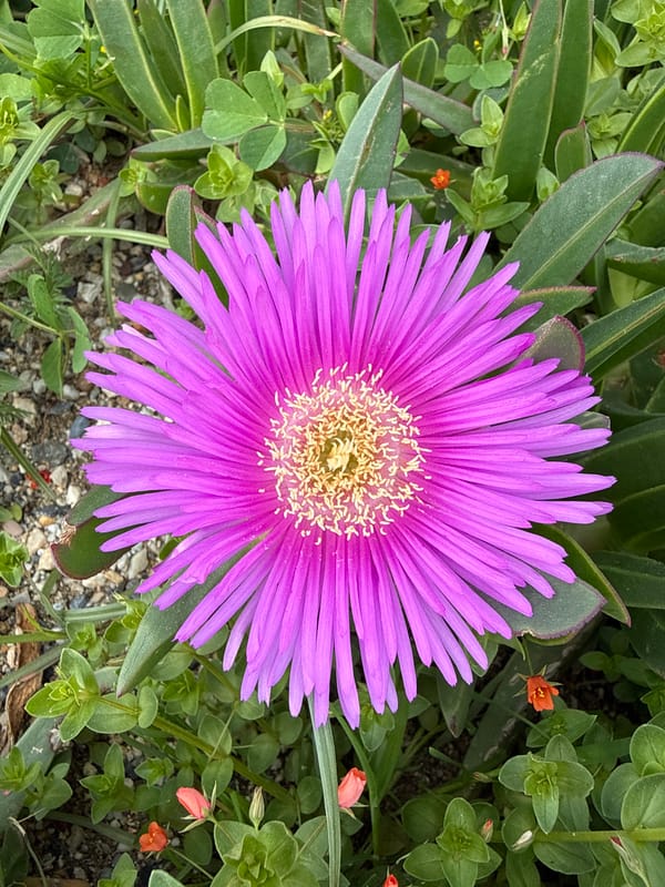 Casual street scenes with pets and flowers in Alanya