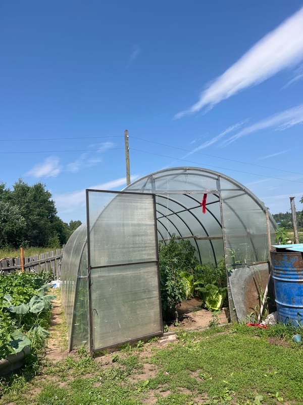 Rain falls on a backyard garden with a small greenhouse