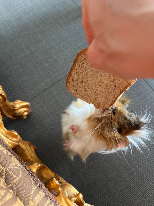 Guinea pig hand-fed bread during afternoon feeding session in Bitonto