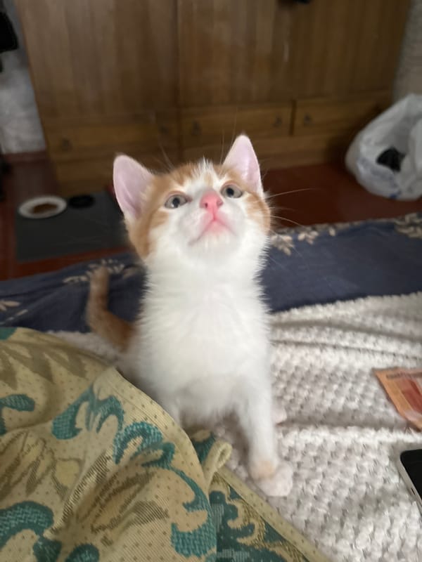 Orange kitten photo session in Svietlahorsk home