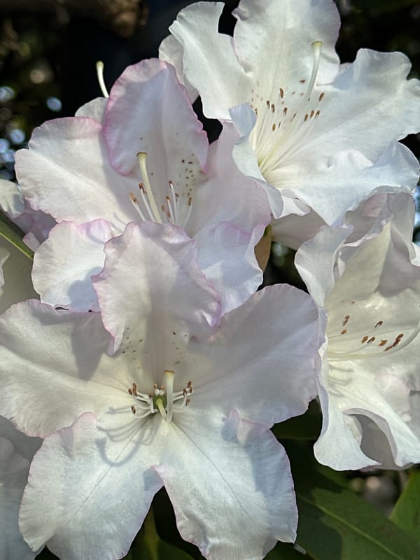 White Rhododendrons with pink edges bloom in Burnaby