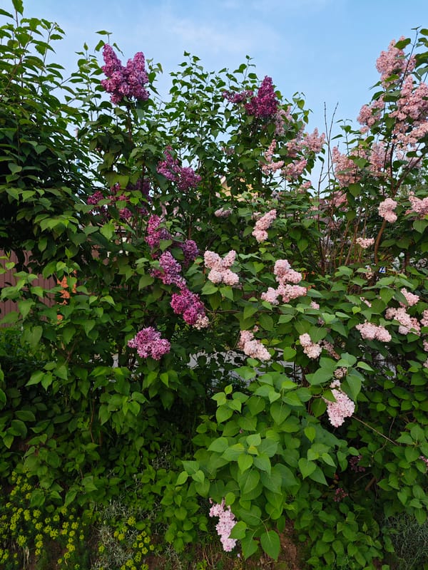 Spring blooms and neighborhood scenes documented in Rodniki, Russia