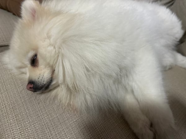 Sleepy Pomeranian and Varna street scenes on quiet Sunday