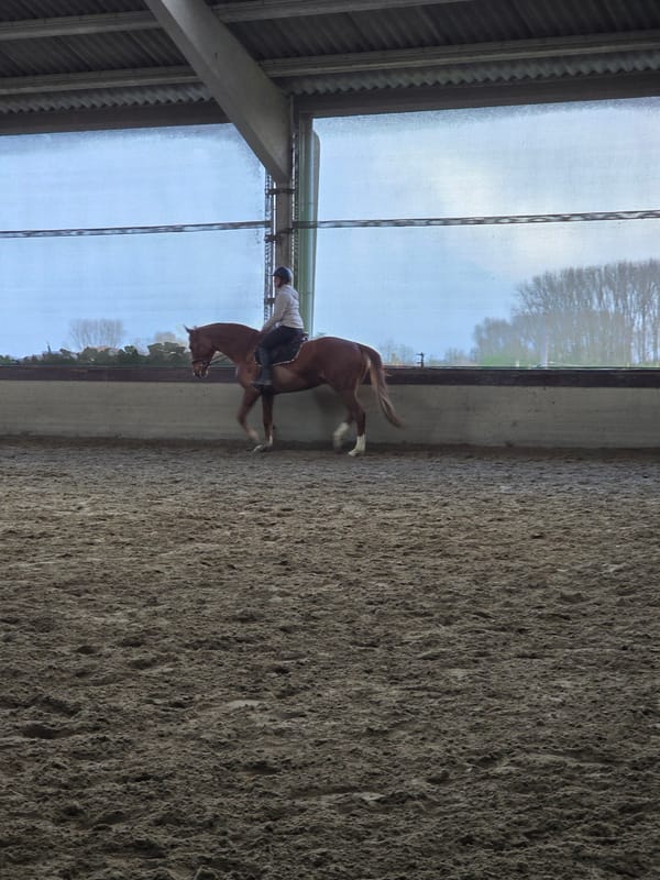 Equestrian training session captured at Belgian riding facility