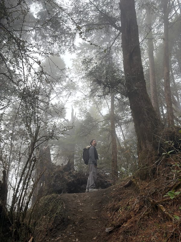 Morning fog envelops ancient forest in Dhunche, Nepal