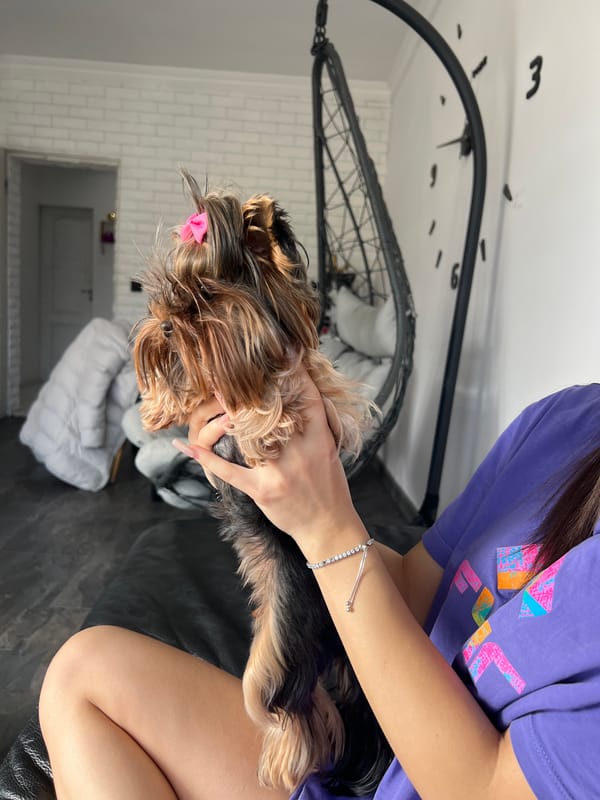 Yorkshire Terrier photographed in indoor home settings in Botevgrad