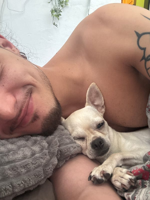Sleeping in with a Chihuahua, Sofia morning