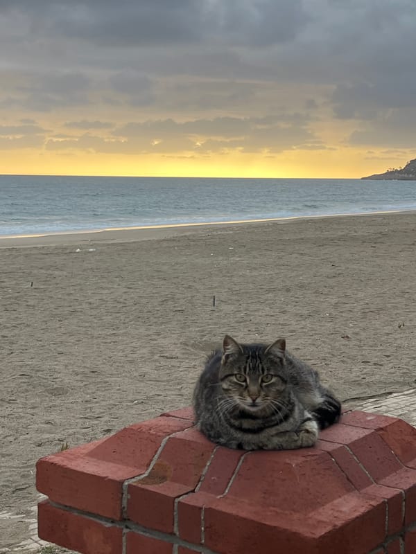 Cat rests on brick structure at Alanya beach
