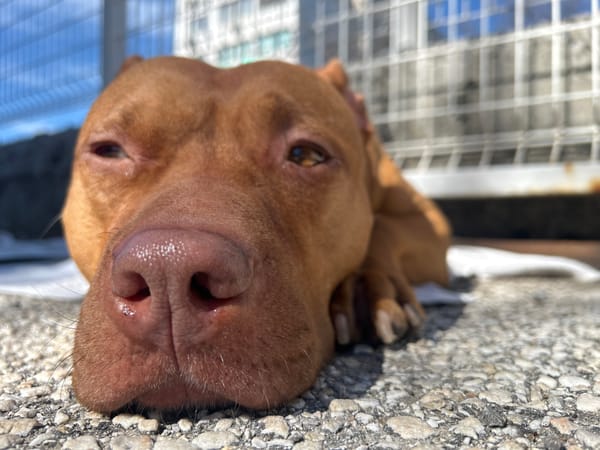 Brown dog rests outdoors near parked black Audi vehicle