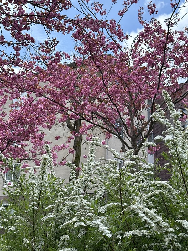 Spring afternoon scenes documented across Amsterdam parks and streets