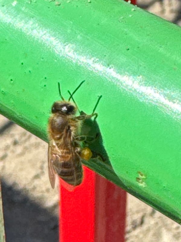 Child plays, bee rests in Rostov-on-Don spring morning